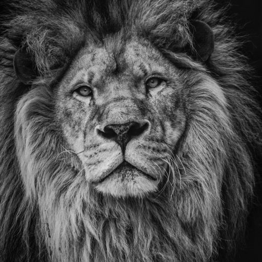 grayscale photography of lion